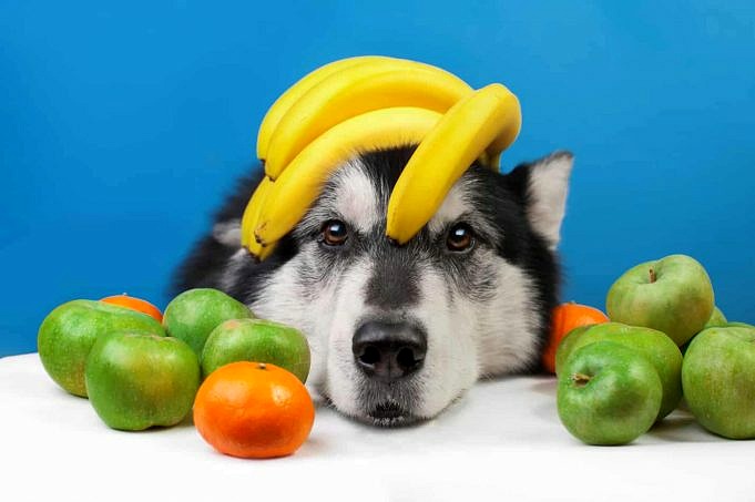 I Cani Possono Mangiare I Fagioli Di Lima? Con Moderazione