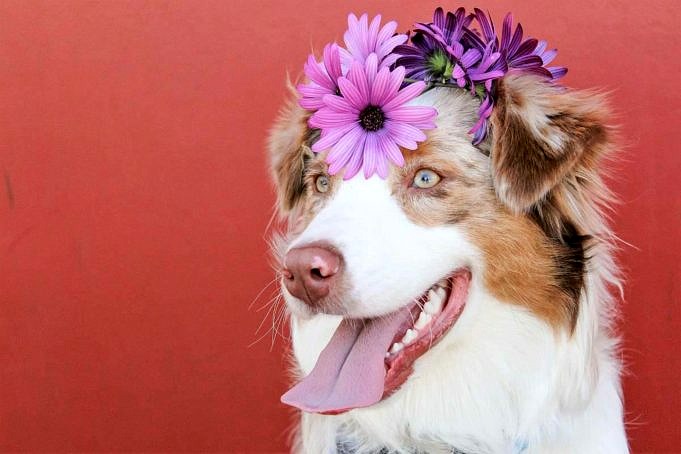 Le Più Belle Razze Di Cani. 20 Cagnolini Che Hanno Fatto La Lista