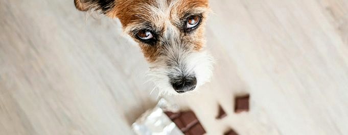 Qual è Il Motivo Per Cui I Cani Mangiano Il Loro Vomito? È Una Cosa Da Cani!